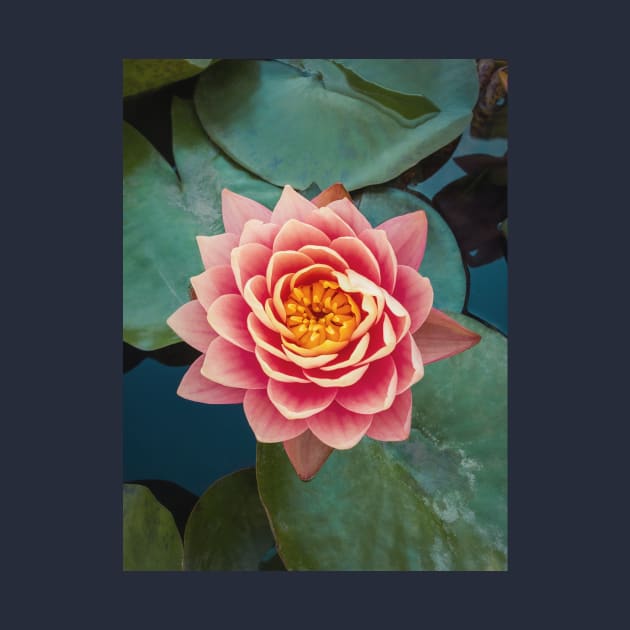 pink water lily by psychoshadow