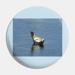 Harbor seal, marine life, wildlife gifts Pin
