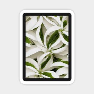 Beautiful White Flowers, for all those who love nature #145 Magnet