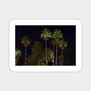 Palm Trees lit with lights Magnet