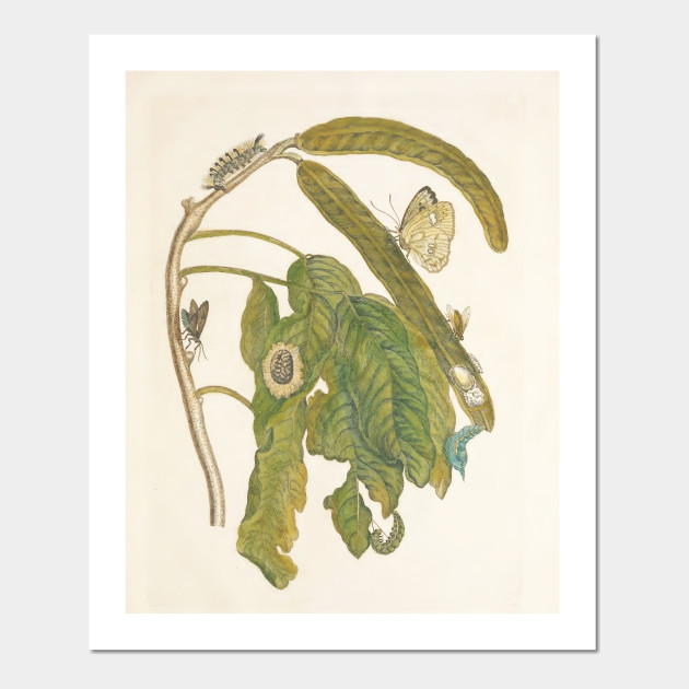 Vintage Flower Color Pencil Hand Drawing Art Posters And Art