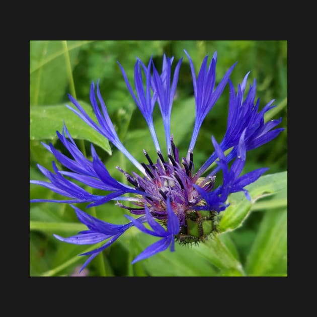 Centaurea by Celtic Morrigan