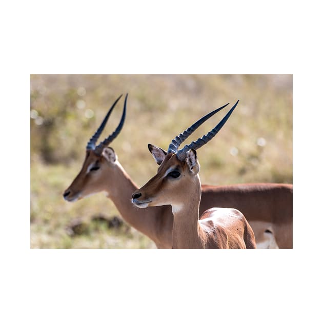 African Impalas by Memories4you
