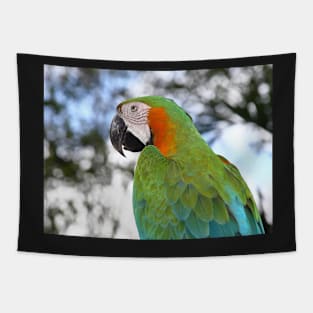 Harlequin Macaw Portrait Tapestry