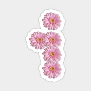 Letter i Pink Gerbera Daisy Magnet