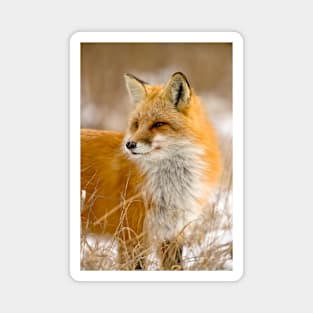 Red Fox Magnet