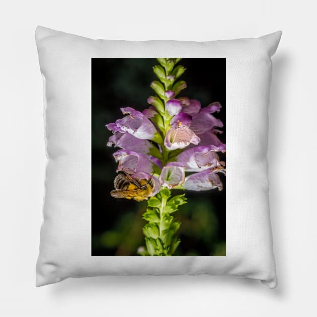 Bee On Obedient Plant 2 Pillow by Robert Alsop