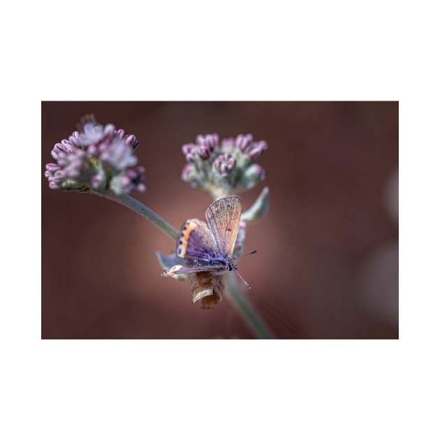 Butterfly on flowers by blossomcophoto