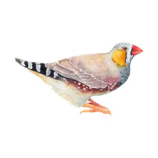 Zebra Finch - Australian Bird Illustration T-Shirt