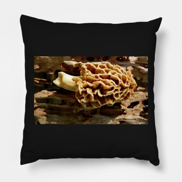 Morel mushroom Pillow by LaurieMinor