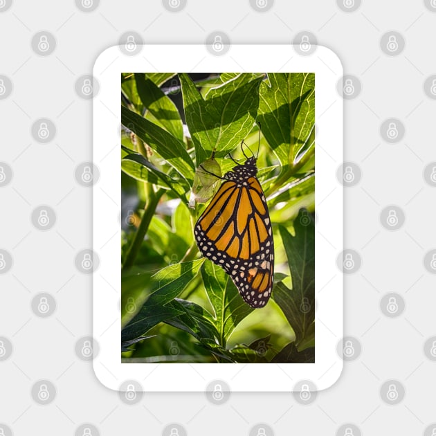 Monarch Butterfly 2 Magnet by Robert Alsop