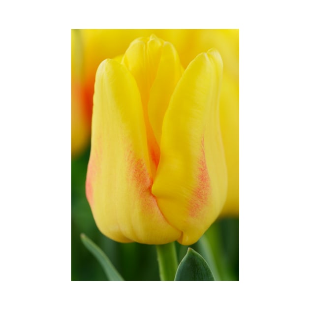 Tulipa  &#39;Ice Lolly&#39;  Tulip by chrisburrows