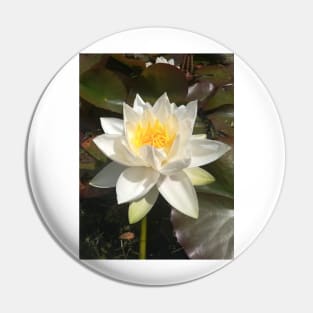 Single white waterlily photograph Pin