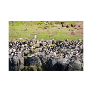 Puffin Rock - Farne Islands Puffins, Northumberland UK T-Shirt