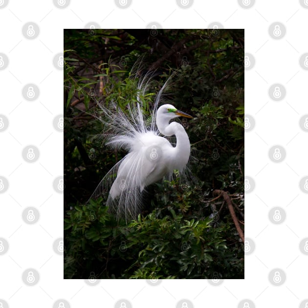 On Display - Great Egret by Jim Cumming