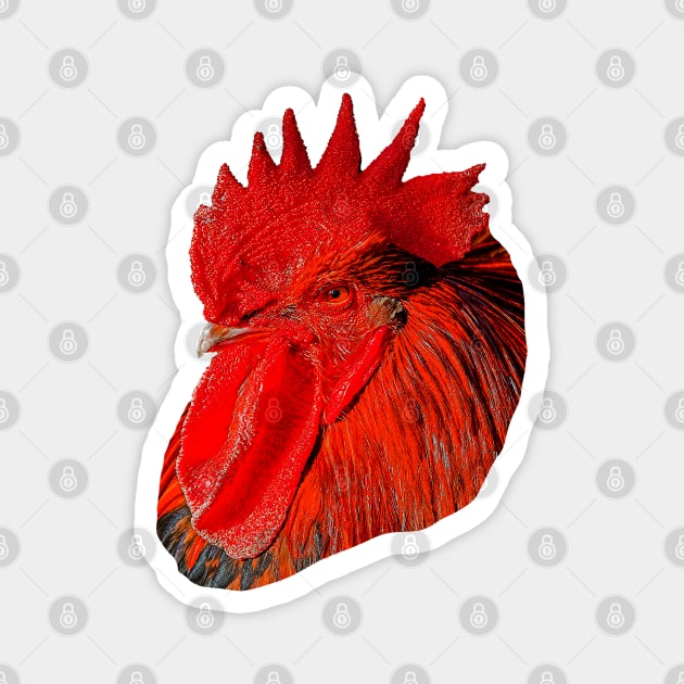 Red Rooster Magnet by dalyndigaital2@gmail.com