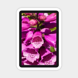 Foxglove (Digitalis purpurea) Magnet