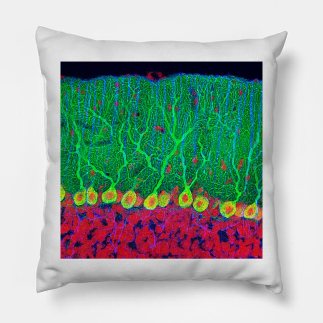 Purkinje nerve cells in the cerebellum (P360/0474) Pillow by SciencePhoto