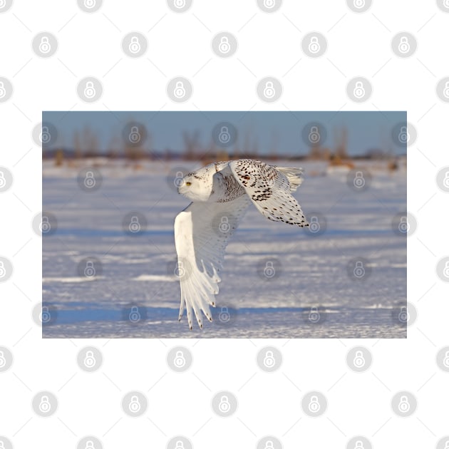 Snowy Owl by Jim Cumming