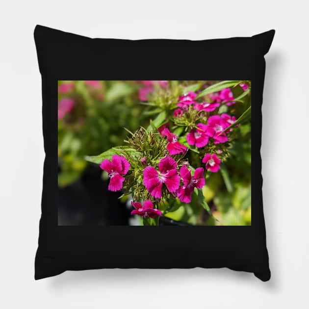 Pink Spiky Flowers 2 Pillow by AustaArt