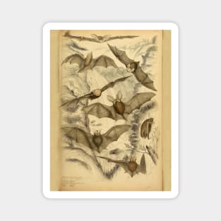 Bat 5 Flight Vintage Wildlife Illustration Magnet