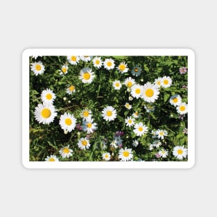 Summer Daisies Magnet