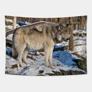 Gray Wolf Tapestry