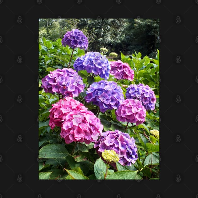 Hydrangeas at Trebah Gardens by Ludwig Wagner