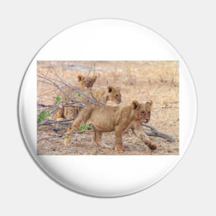 Three Wild African Lion Cubs Pin