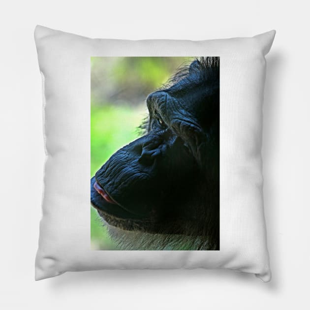 Chimpanzee Pillow by ikshvaku