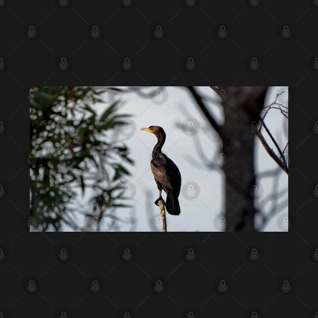 Double-crested Cormorant Perched On a Tree Branch by BackyardBirder