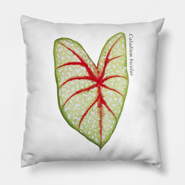 Caladium Bicolor | Plant Pillow by Hi I'm not Lara