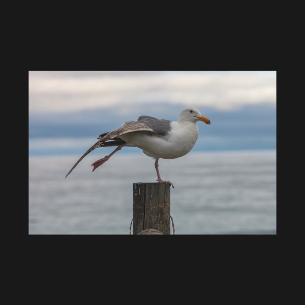 Yoga Gull by jvnimages