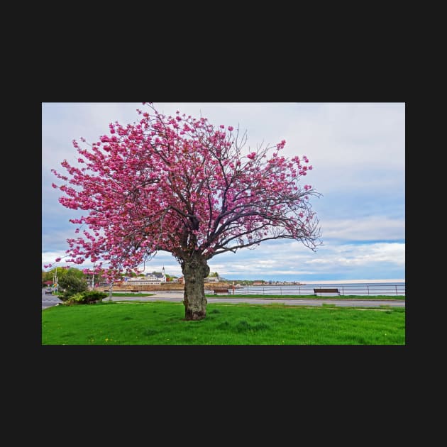 Lynn Shore Drive Spring Cherry Blossoms Lynn MA by WayneOxfordPh