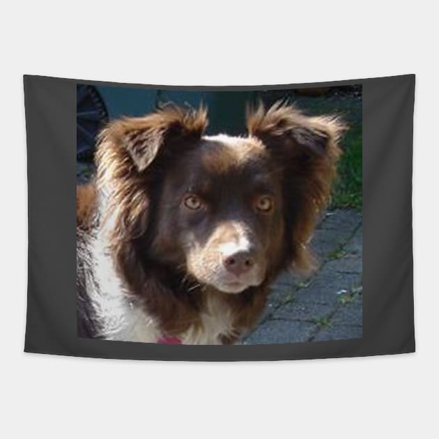 australian shepherd red tri Tapestry by Wanderingangel