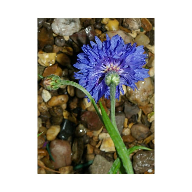 Blue cornflower by avrilharris