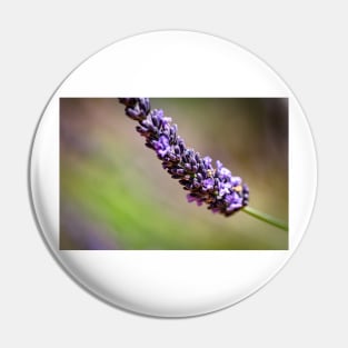 Close-up of lavender Pin