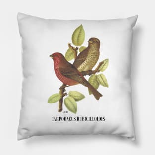 Carpodacus Bicilloides Pillow