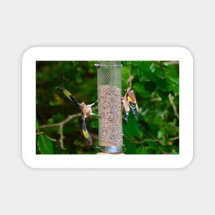 Squabbling Goldfinches Magnet