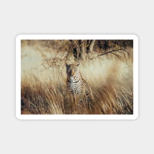 African Leopard 2 Magnet