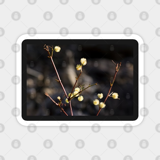 Wattle Flowers Magnet by DeborahMcGrath