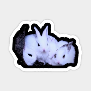 The rabbit Ladies / Swiss Artwork Photography Magnet