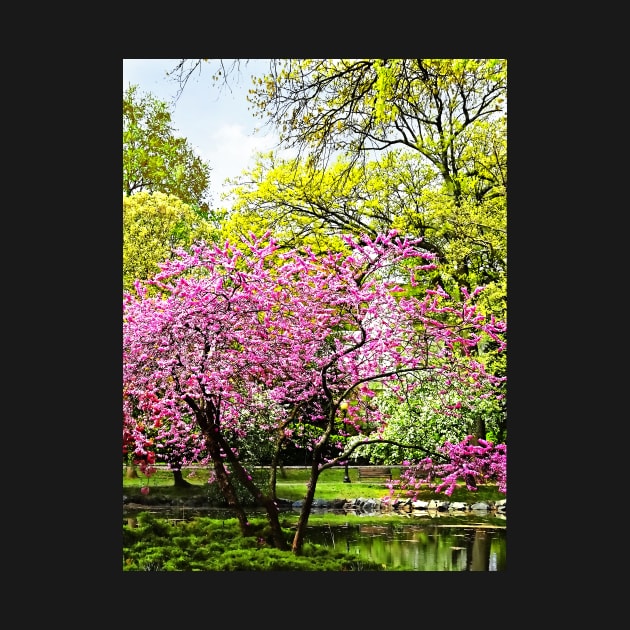 Spring - Flowering Trees in the Park by SusanSavad