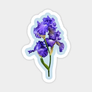 Triple Purple Iris Magnet