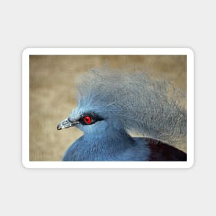 Common Crowned Pigeon Magnet