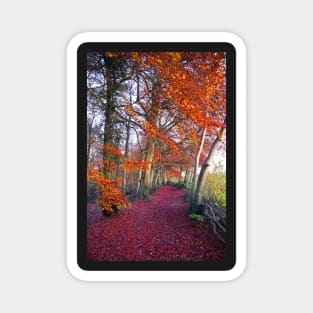 Autumnal Westridge Woods, Cotswolds Magnet