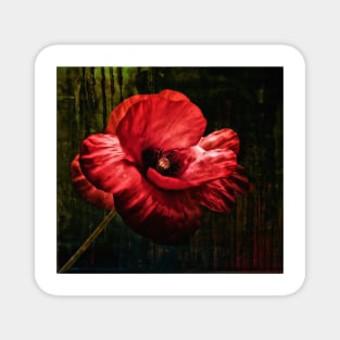 Poppy Flower Magnet