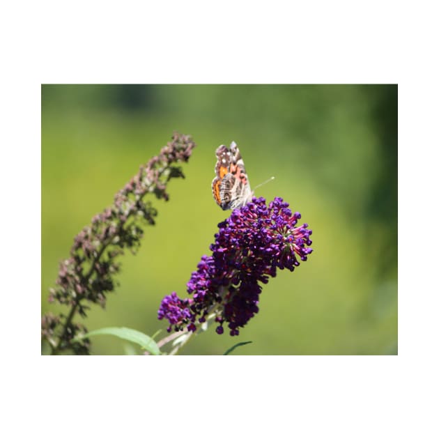 Butterfly With Flowers by Cynthia48