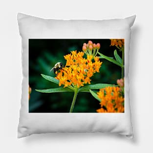 Bee On Butterfly Weed 3 Pillow