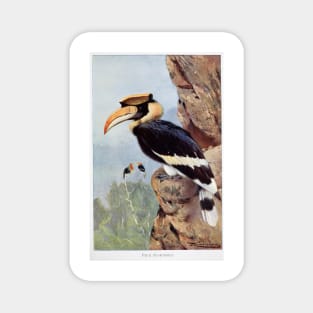 Pied Hornbill Magnet